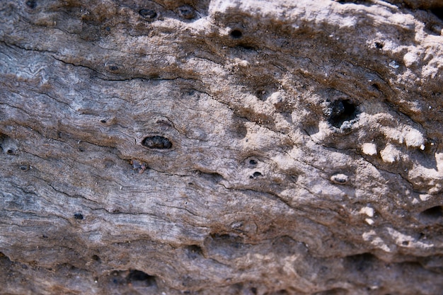 Textura de corteza de árbol de primer plano como un fondo de madera