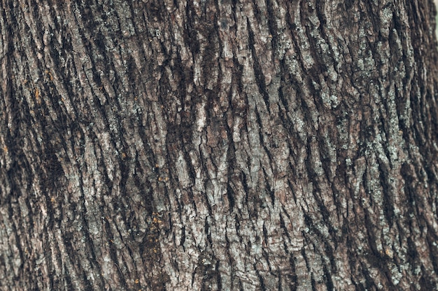 Textura de corteza de árbol en relieve Textura de tronco de foto