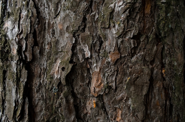 Textura de corteza de árbol. Tronco de pino de cerca. Enfoque suave