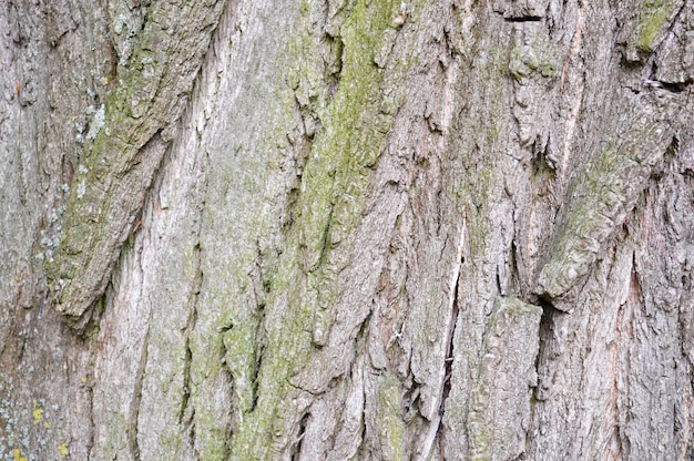 Textura de la corteza de un árbol viejo Cerrar vista