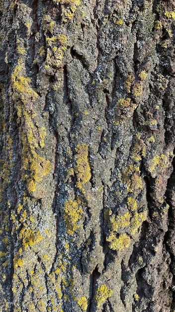 Textura de la corteza de un árbol viejo cubierto de musgo verde. Buen fondo.