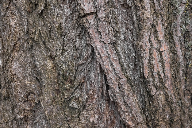 La textura de la corteza de un árbol viejo en una fotografía macro Corteza de un árbol Textura de madera