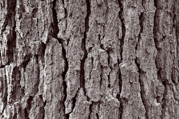 Textura de corteza de árbol.