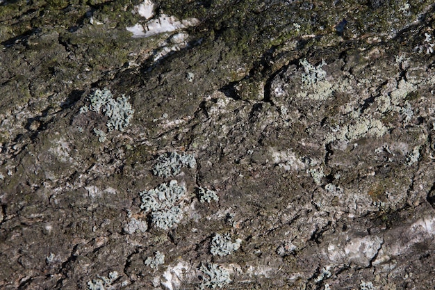 Textura de la corteza de un árbol