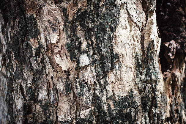 Textura de corteza de árbol