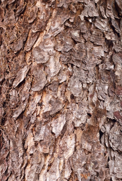 Foto textura de corteza de árbol.