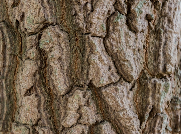 Textura de corteza de árbol