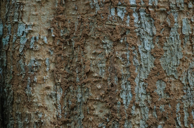 Textura de corteza de árbol