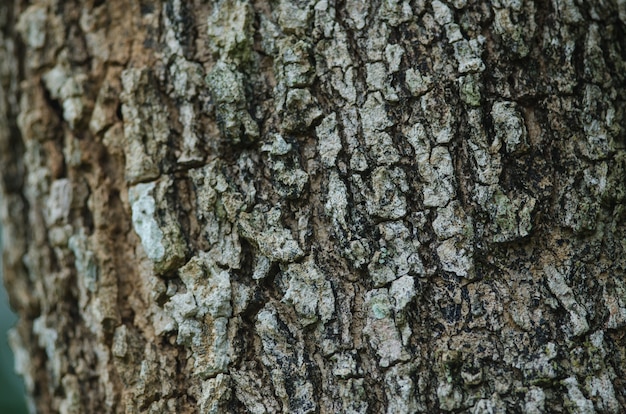 Textura de corteza de árbol