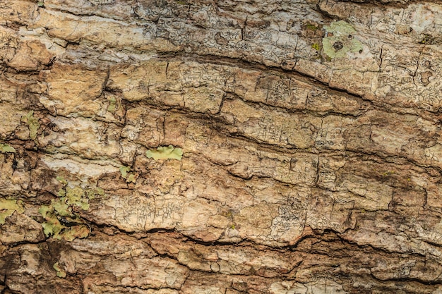 Textura de corteza de árbol