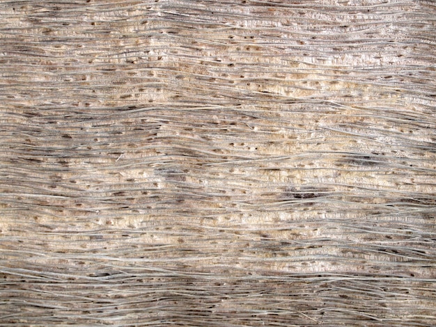 Textura de corteza de árbol