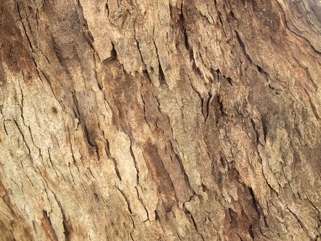 Textura de corteza de árbol