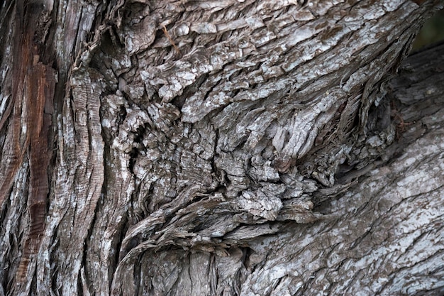 Textura de la corteza de un árbol