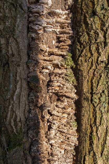 Textura de corteza de árbol