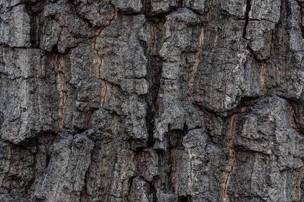 Textura de la corteza del árbol.