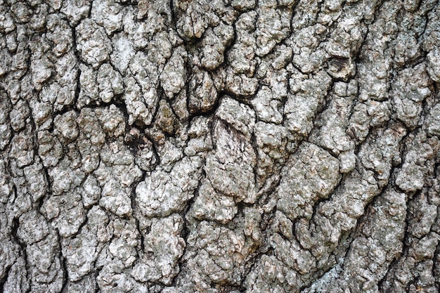 Textura de la corteza de los árboles