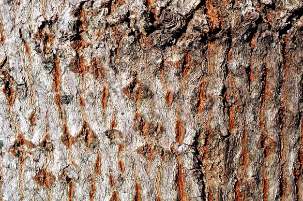 textura de la corteza de los árboles