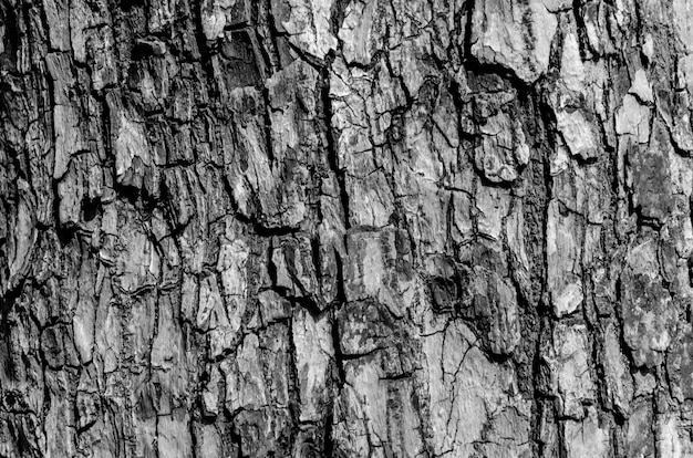 Textura de corteza en blanco y negro y patrón de corteza