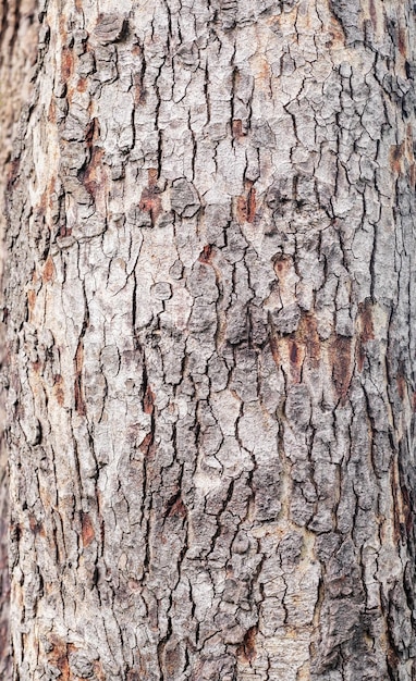 Foto textura de la corteza en el bosque closeup stock photography vertical