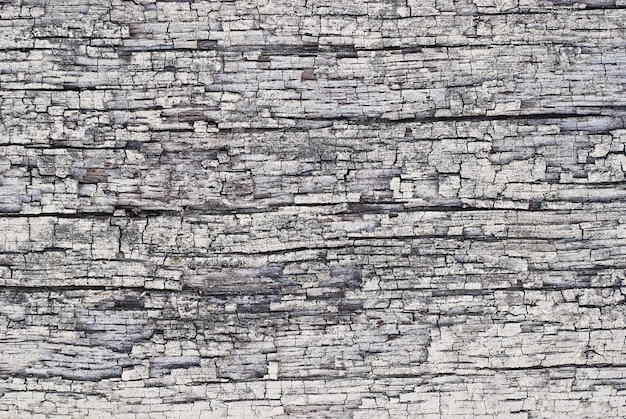 Textura de la corteza, madera dura gris seca de cerca