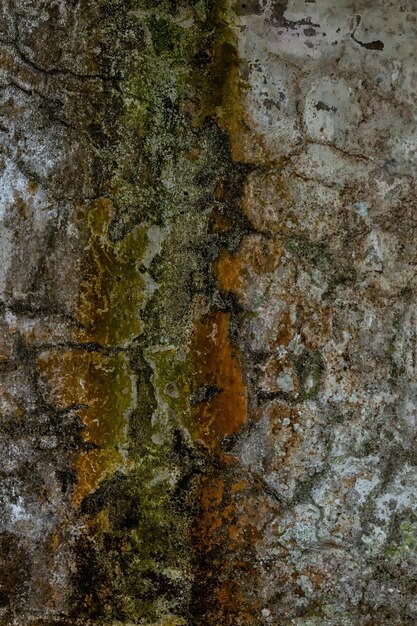 Textura de la corteza de madera Fondo de textura de madera