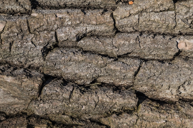 Textura de corteza de madera