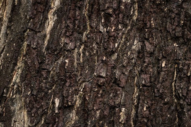 Foto textura de corteza de madera