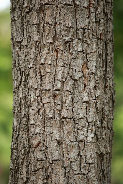 Textura de corteza de madera