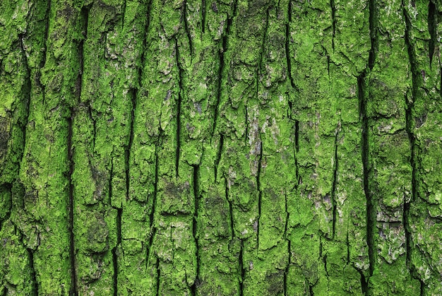 Textura de corteza de musgo verde del viejo roble