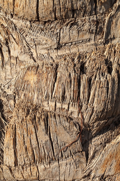 Textura de la corteza de palmera.