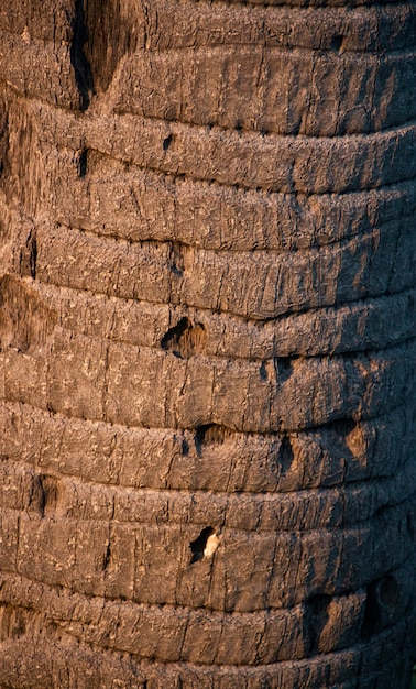 TEXTURA DE LA CORTEZA DEL ÁRBOL DE PALMA MARRÓN