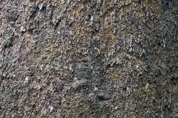 Textura de corteza en el resumen de textura de árbol de parque natural para el fondo