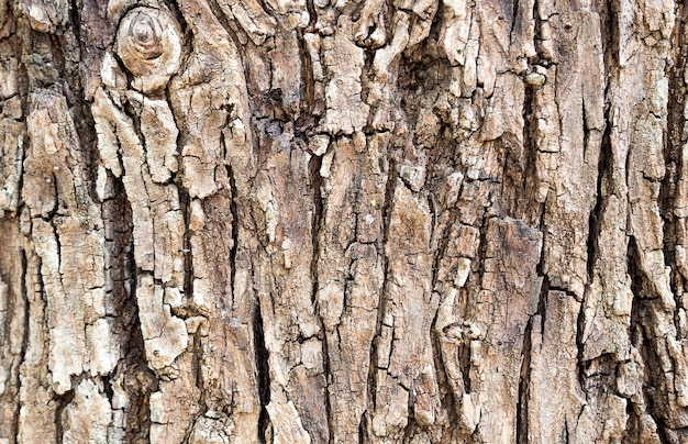 Textura de corteza vieja