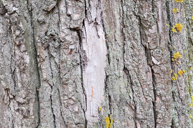 Textura de la corteza de un viejo árbol marrón con musgo amarillo