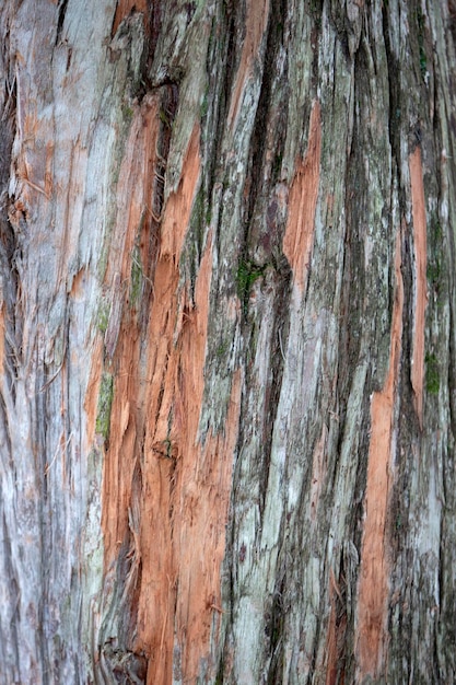 La textura de la corteza de un viejo árbol con un tronco rojo