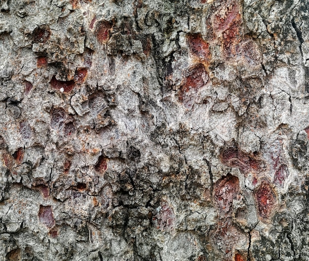 textura de la corteza