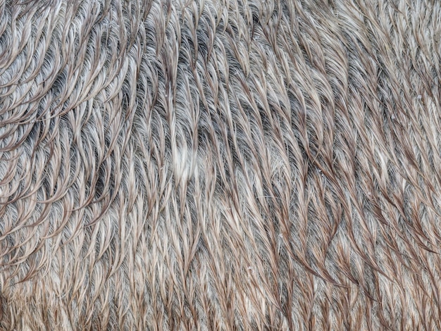 Textura de cuero de caballo de piel de caballo marrón húmedo y esponjoso