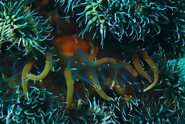 Foto textura da anêmona marinha macro tentáculos corais