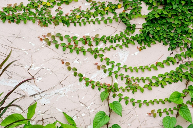 Textura da antiga muralha de grunge com vegetação