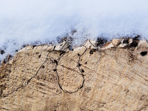 Textura da árvore na neve