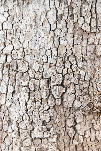 Textura da casca da árvore