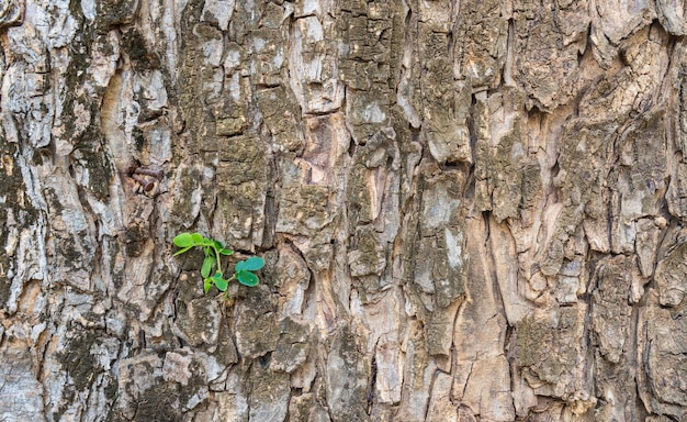 Textura da casca de árvore marrom da chuva de uma árvore com o sprout verde nele.