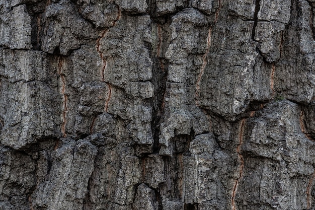 Textura da casca de árvore