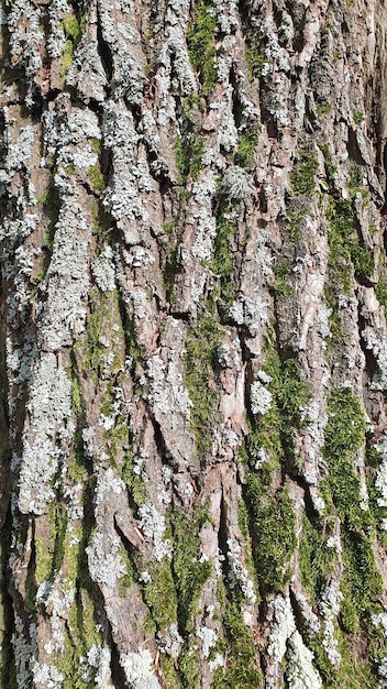 Textura da casca de árvore