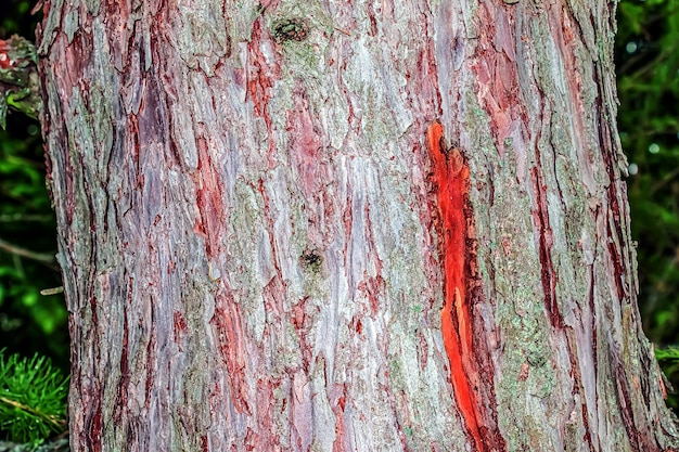 Textura da casca de Larix decidua ou Larch Europeu de perto