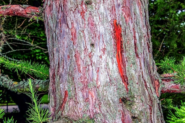 Textura da casca de Larix decidua ou Larch Europeu de perto