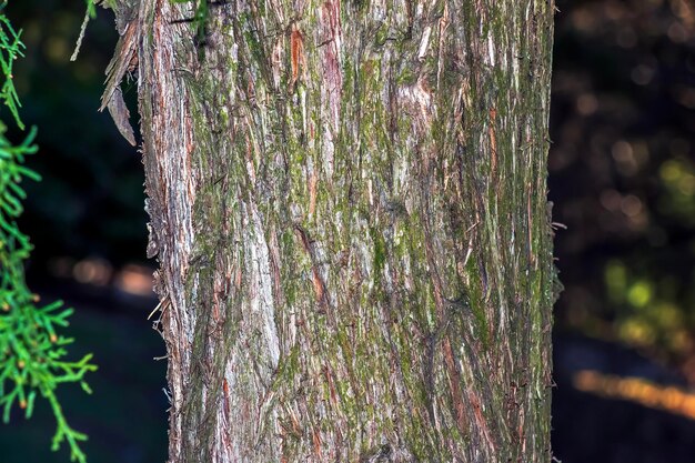 Textura da casca de Platycladus orientalis, também conhecida como thuja chinesa, arborvitae ou biota oriental