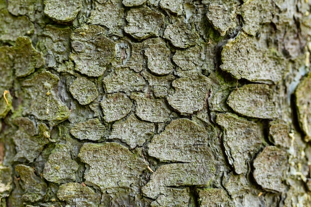 Textura da casca de um abeto de árvore