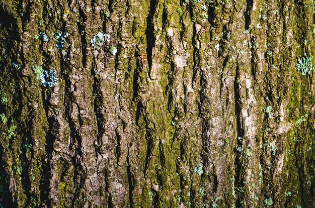 Textura da casca de uma árvore com líquen.