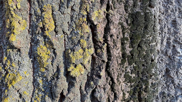 Textura da casca de uma velha árvore coberta de musgo verde. bom fundo.